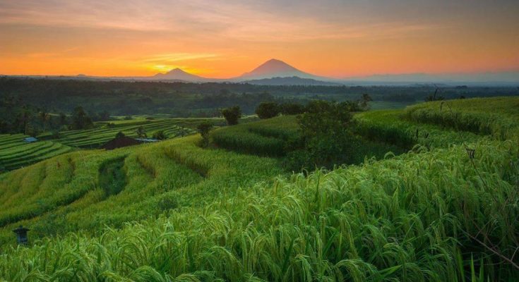 love bali