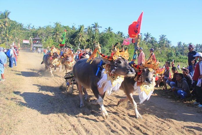 <p>Mekepung (Gubernur Cup) Festival Jembrana 2023</p>