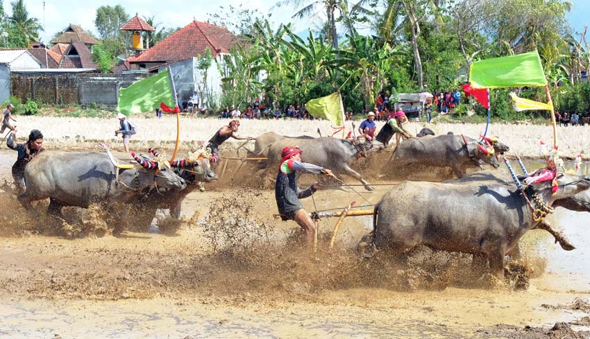 <p>Festival Mekepung Lampit 2023</p>